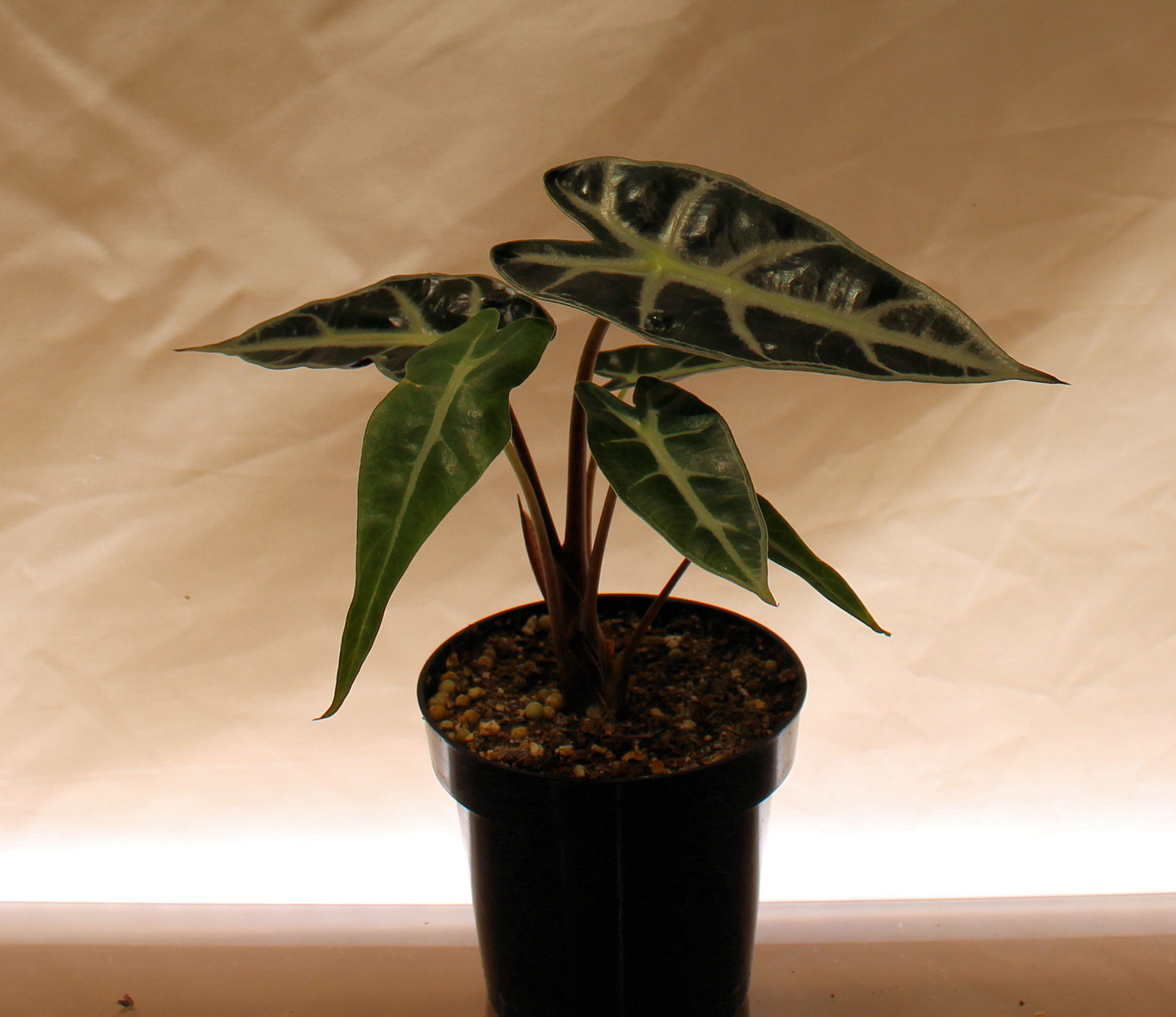 Alocasia Bambino compact mini rare tropical houseplant with dark arrow-shaped leaves and white veining