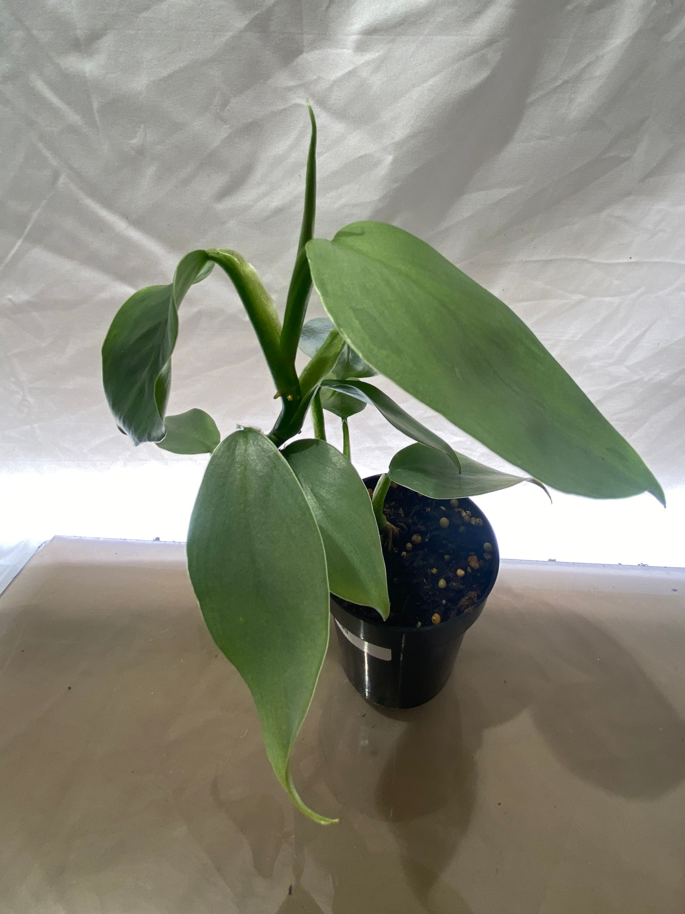Philodendron Silver Sword rare silvery-blue tropical houseplant with elongated shimmering leaves