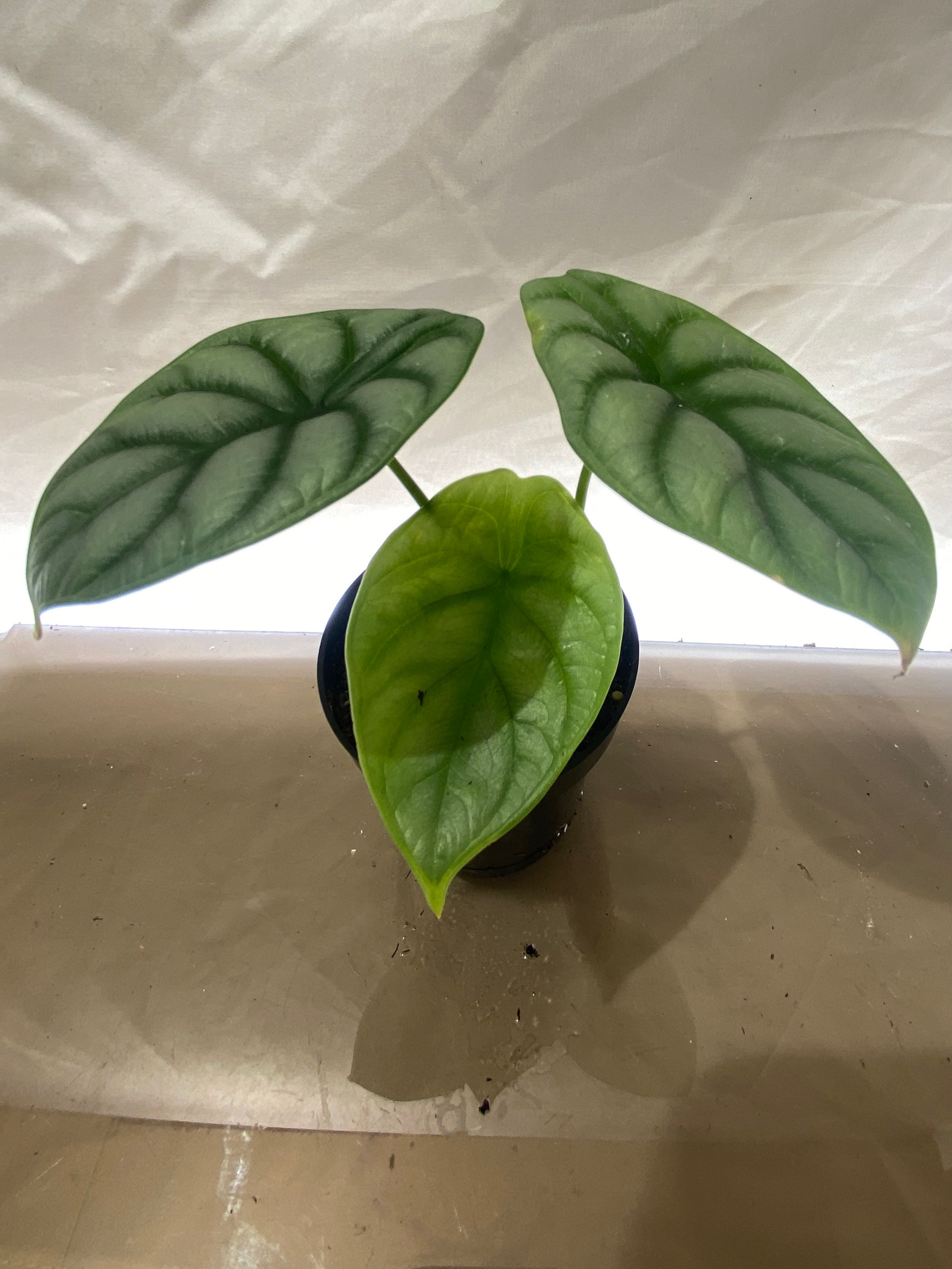 Alocasia Silver Dragon Scale - Metallic Rare Plant