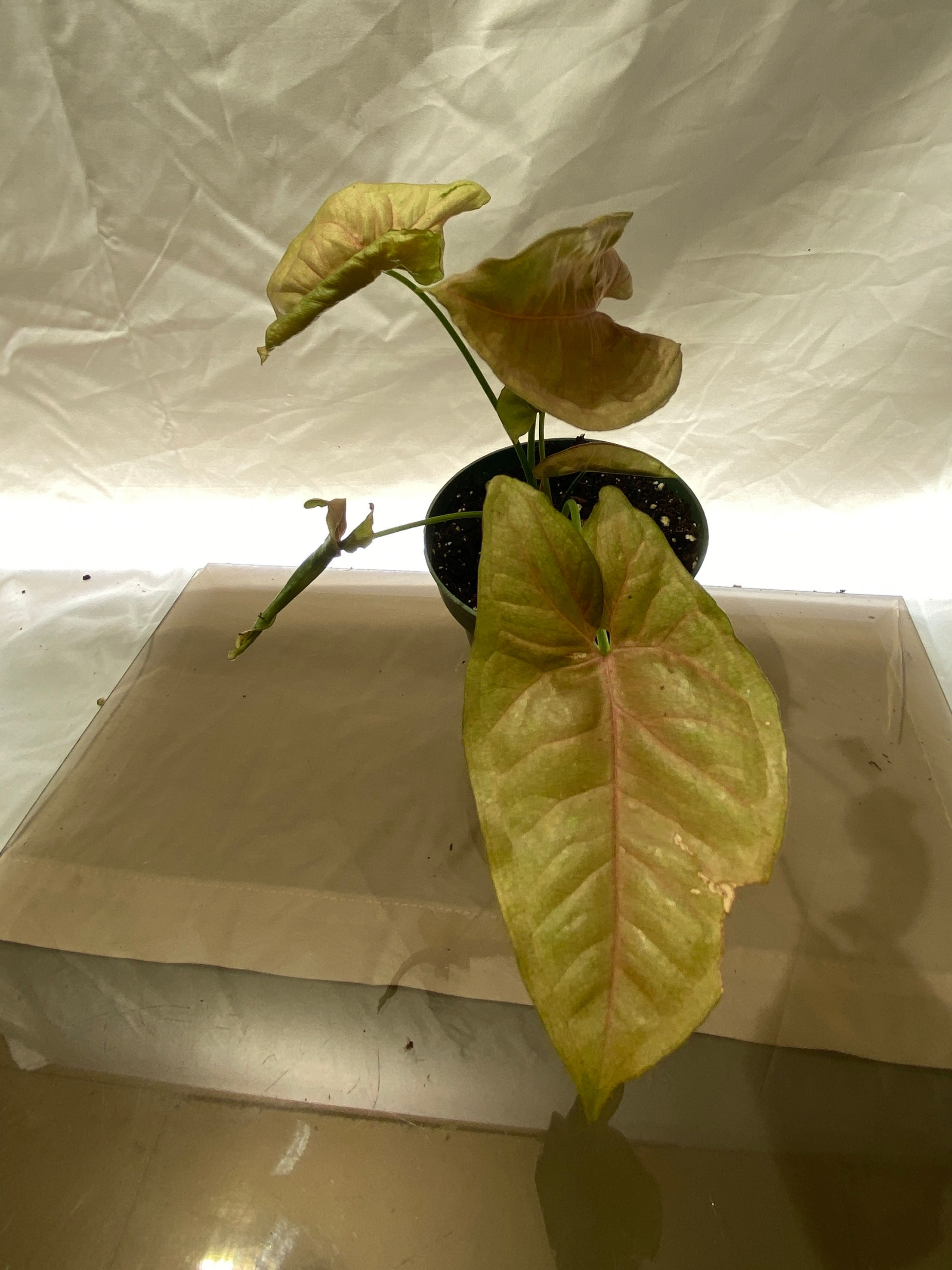 Neon Robusta rare vibrant tropical houseplant neon green dark patterned leaves for sale