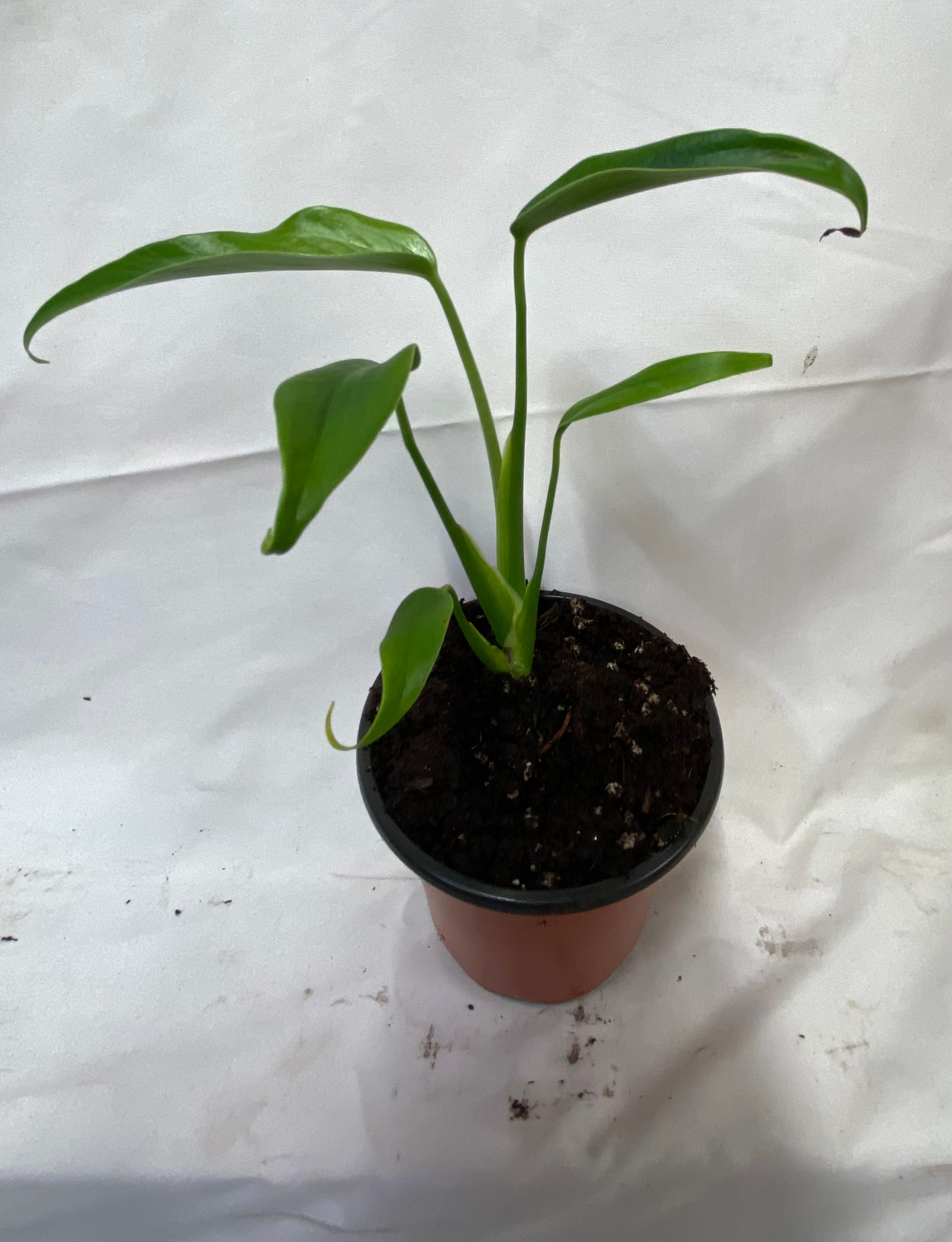 Monstera Burke Marx Flame - Rare Variegated Plant