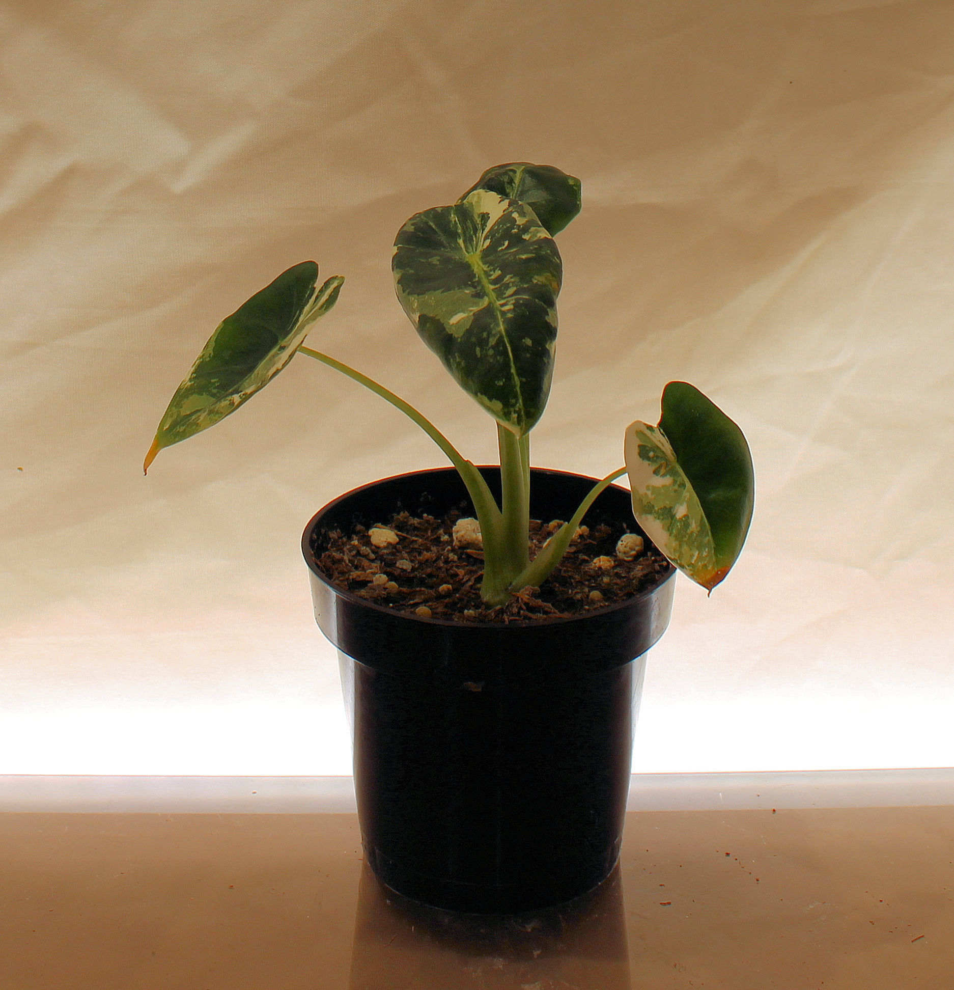 Alocasia Fydek rare exotic tropical collector plant with distinctive patterned glossy foliage