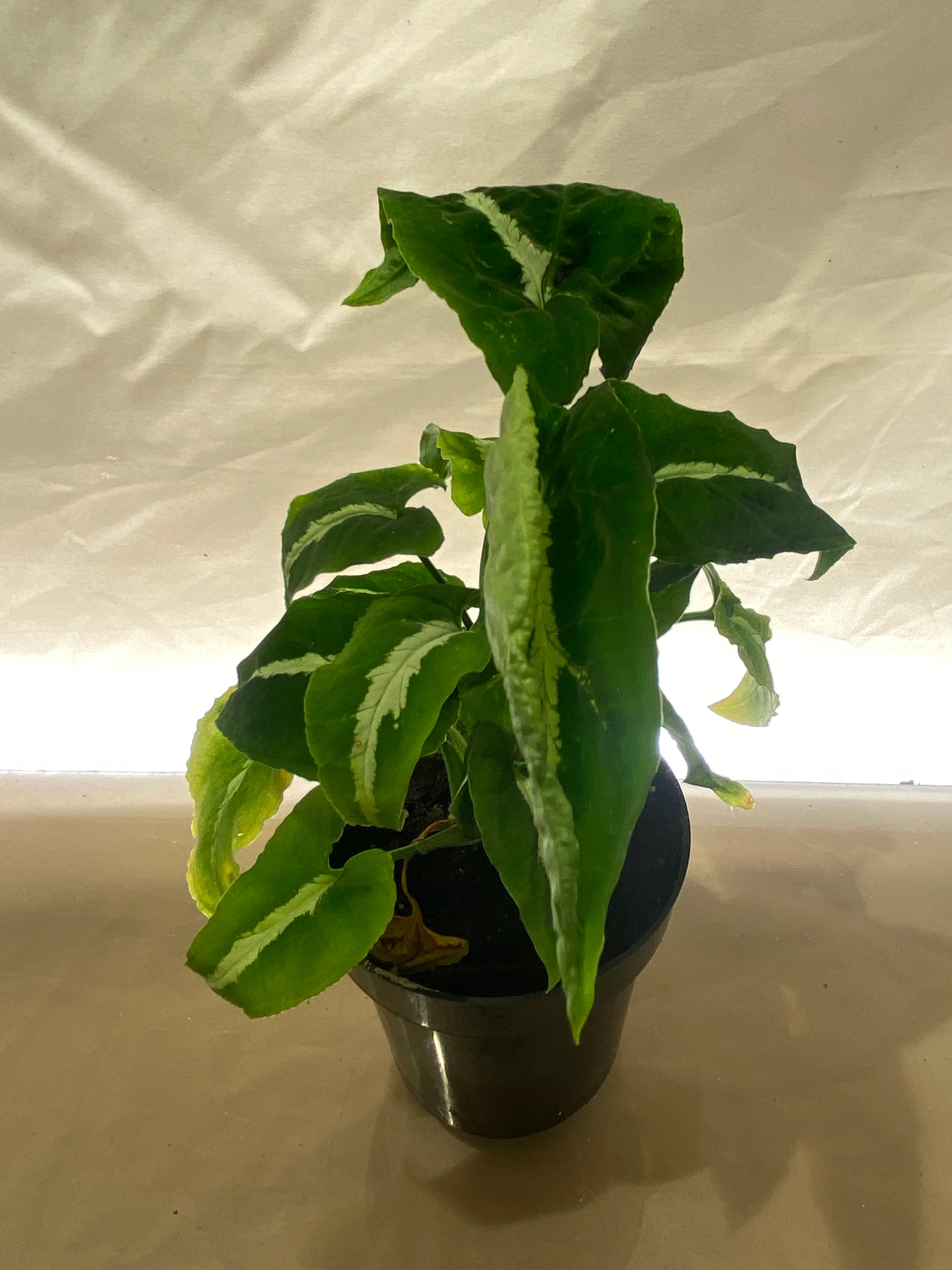 Syngonium Black Velvet - Rare Dark Velvety Tropical Houseplant