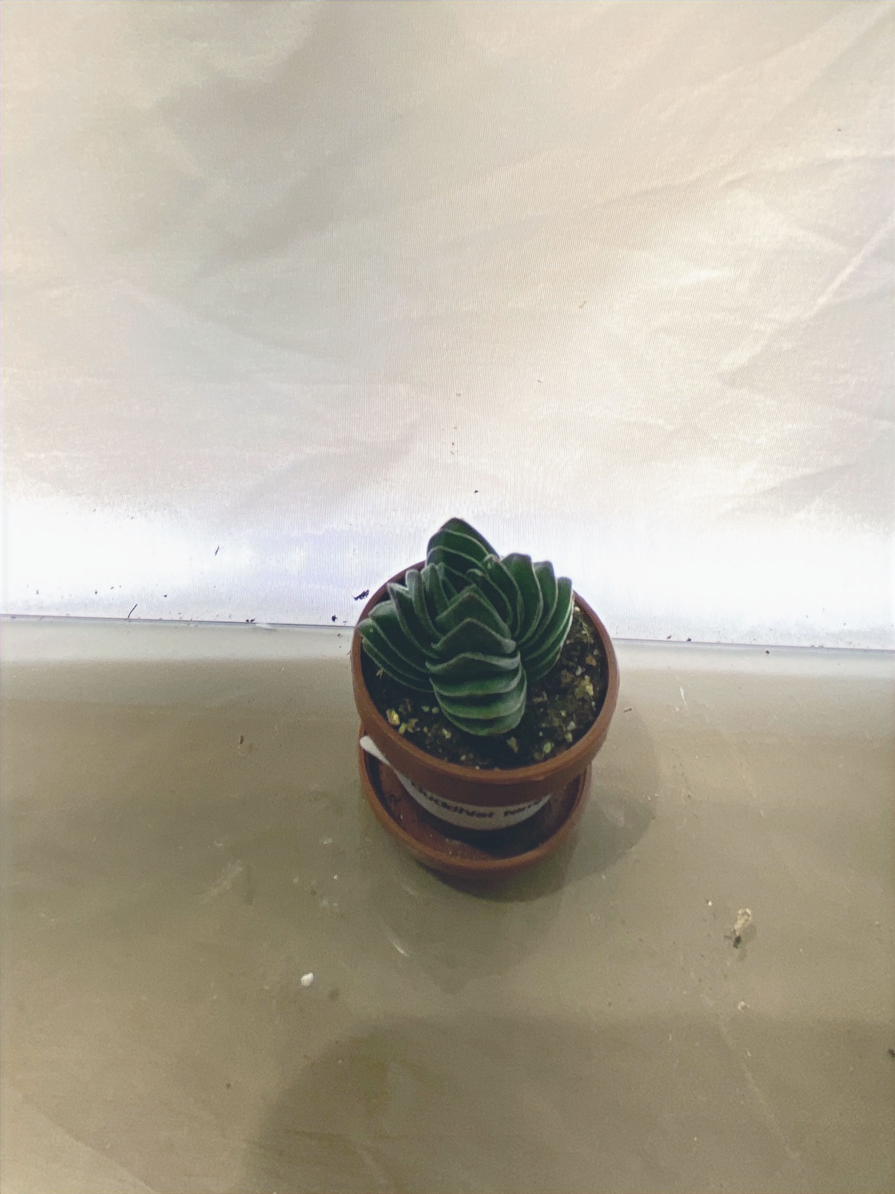 Buddhist Temple Crassula rare exotic stacked geometric succulent collector plant tower structure for sale