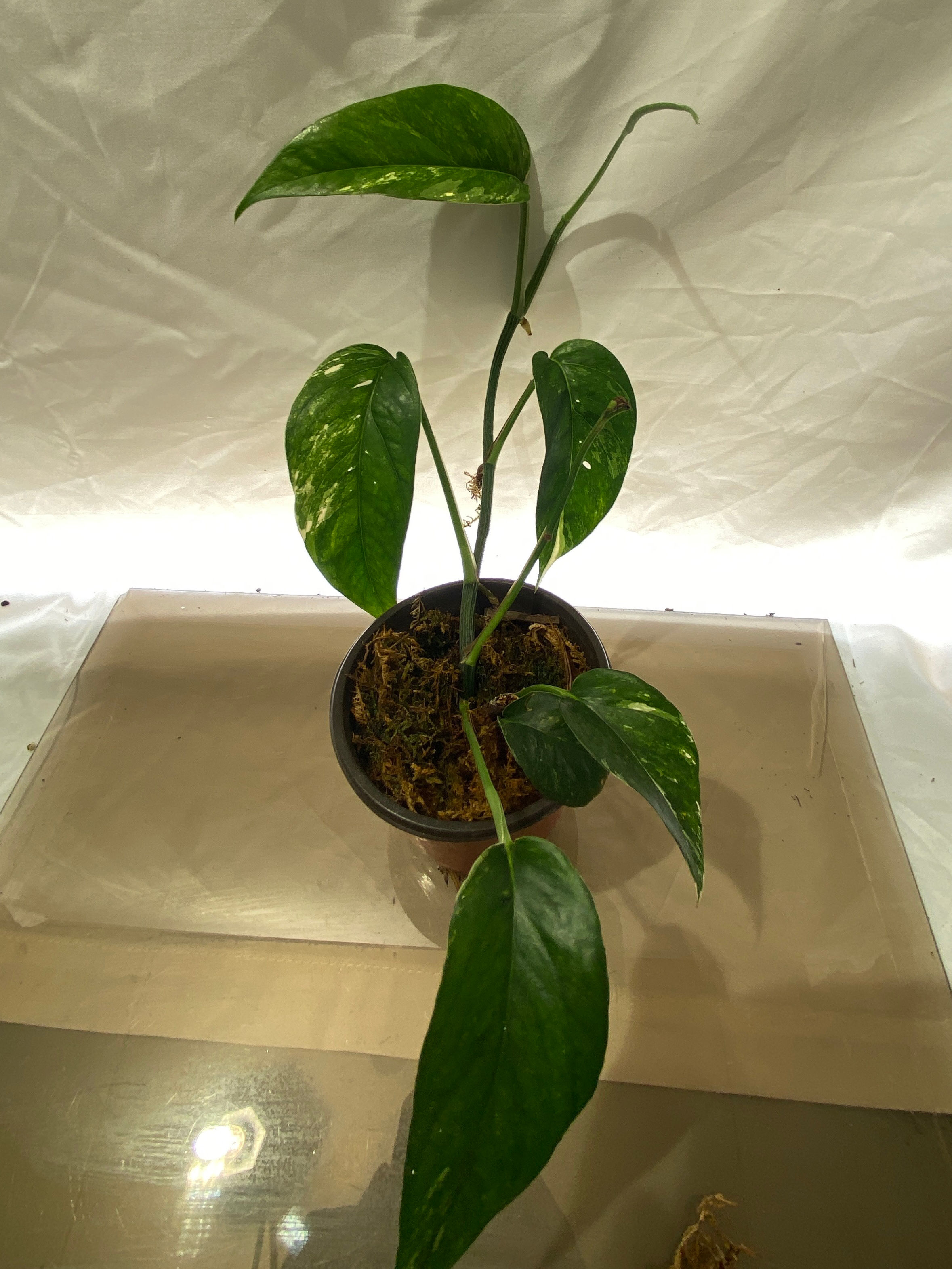 Epipremnum Pinnatum Albo Variegata rare white variegated tropical aroid collector plant fenestrated leaves for sale