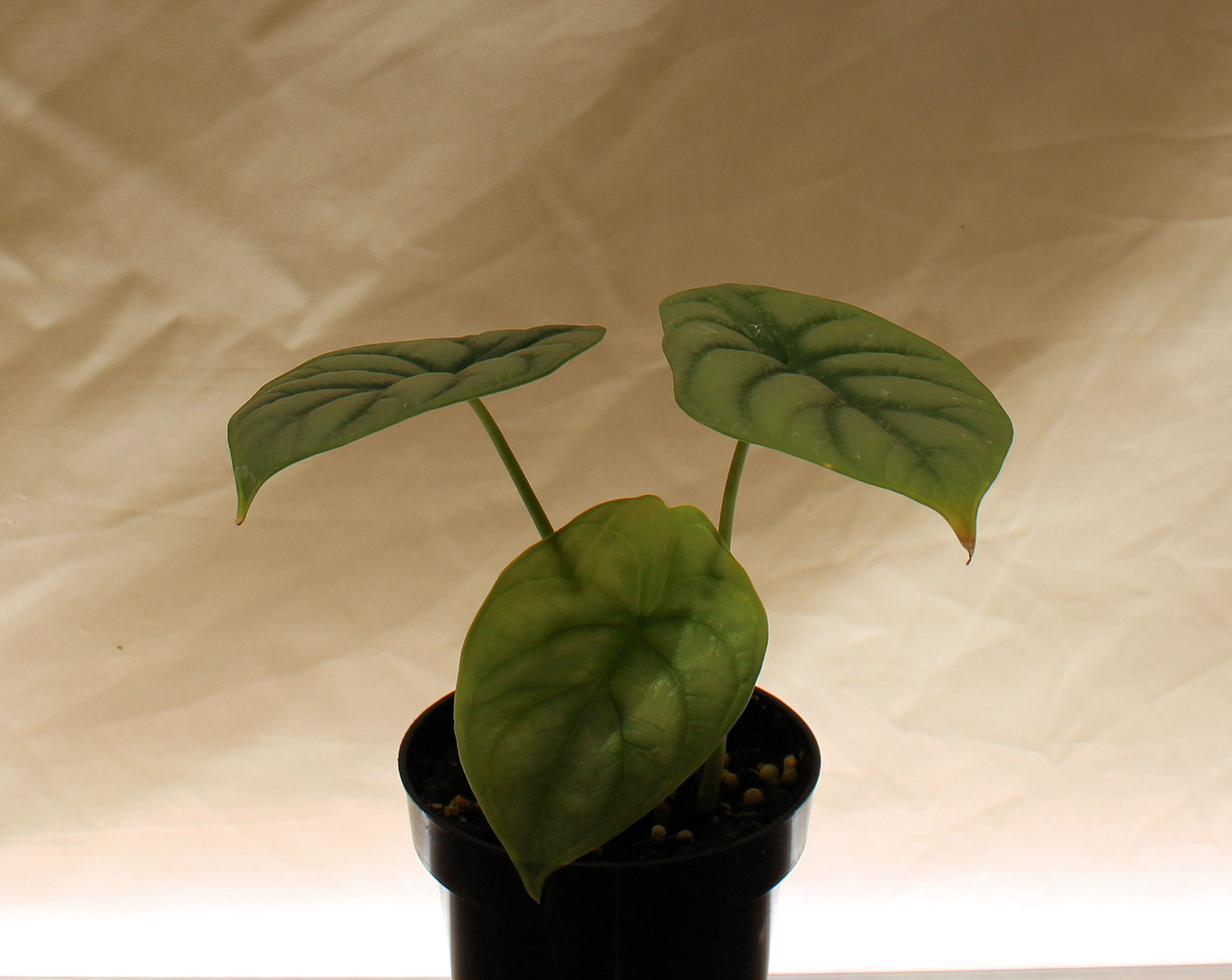 Alocasia Silver Dragon rare compact tropical plant with silver-scaled textured leaves and dark green veining
