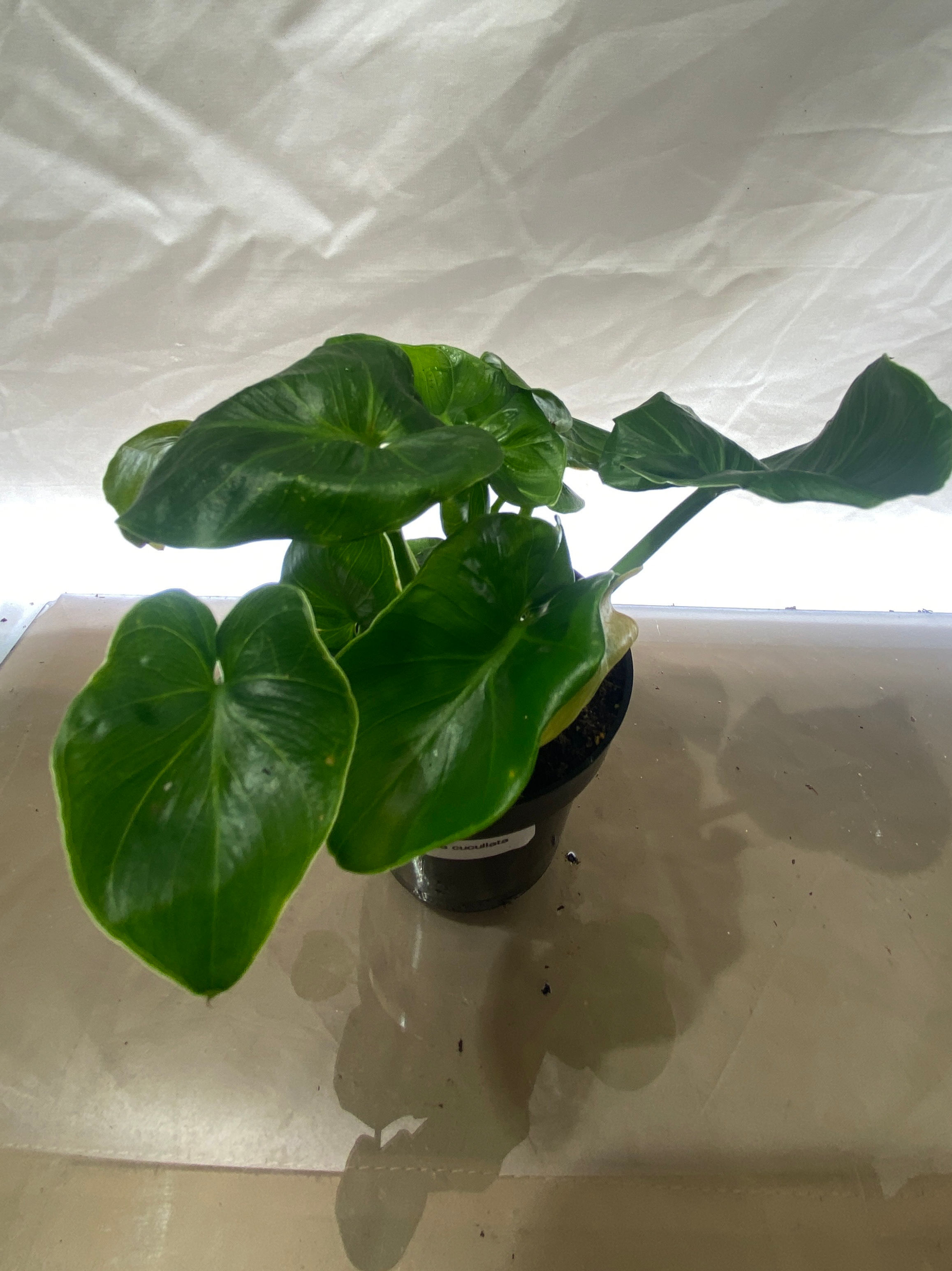Alocasia Cucullata - Rare Buddha's Hand Tropical Houseplant