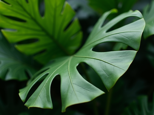 Explore Rare Tropical Plants in Kent: Your Guide to Indoor Plant Shops