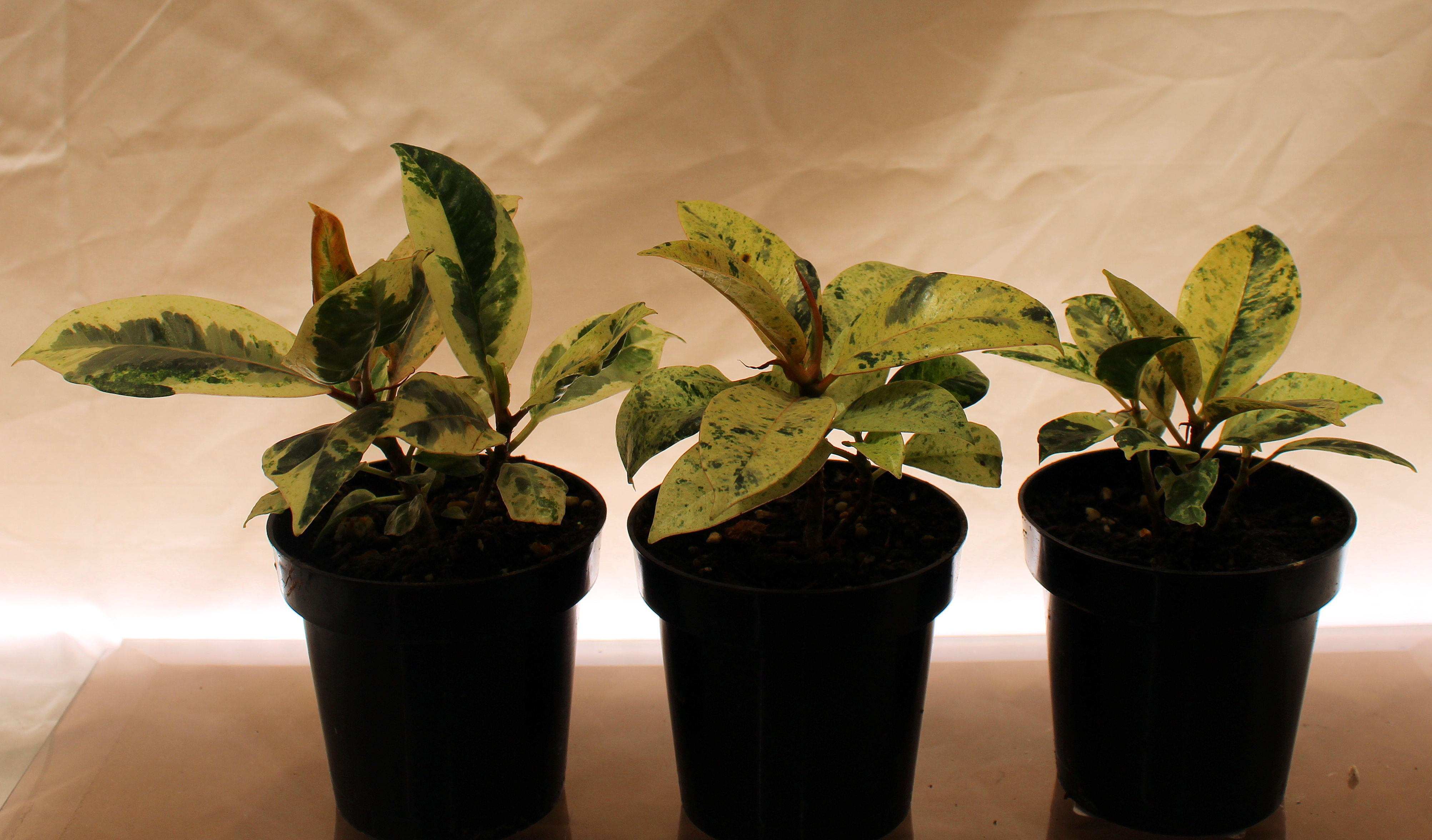 Variegated Rubber Plant Ficus rare tropical houseplant with large glossy leaves in green cream and pink