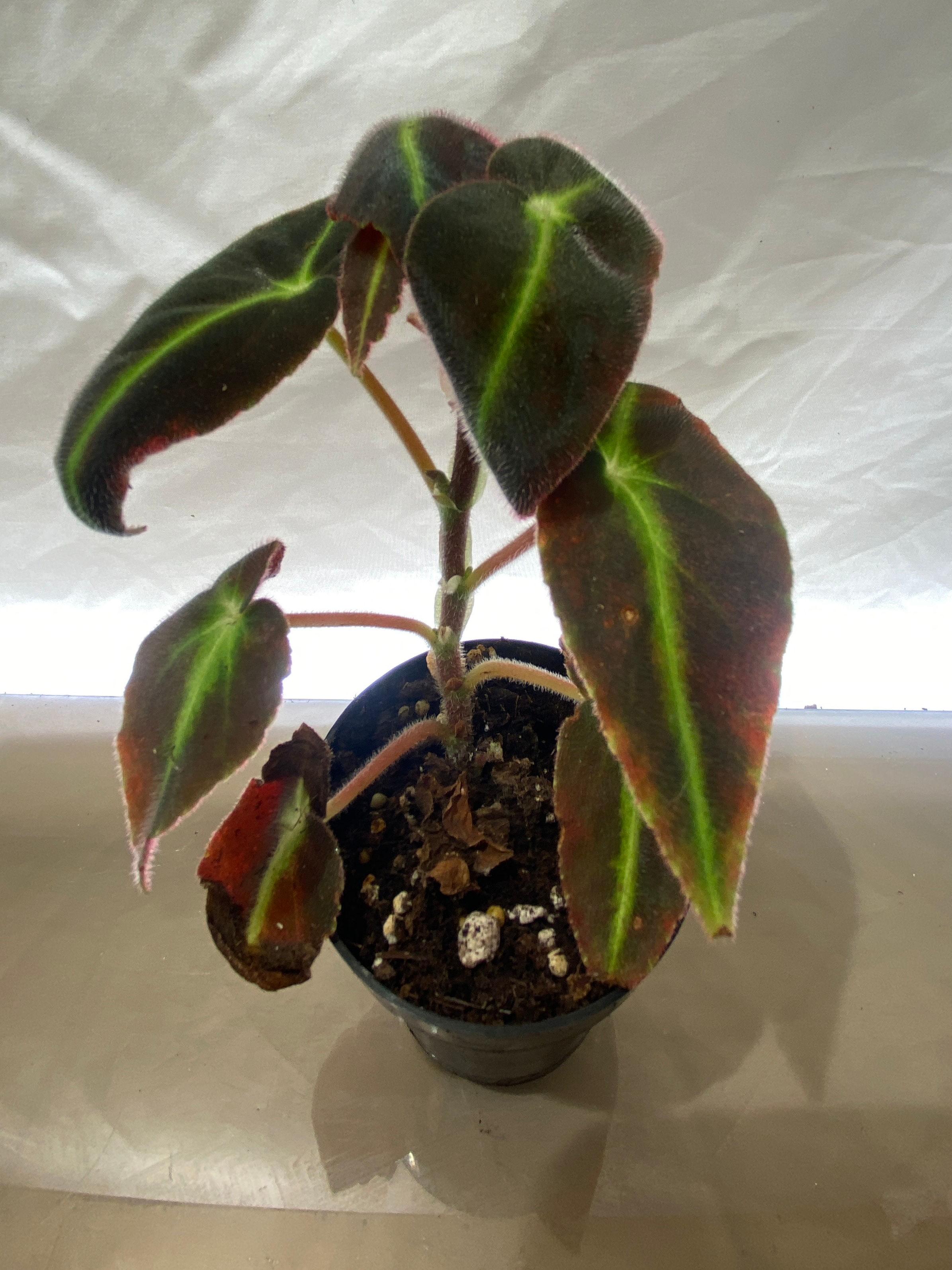 Begonia Listada - Rare Striped Variegated Tropical Houseplant