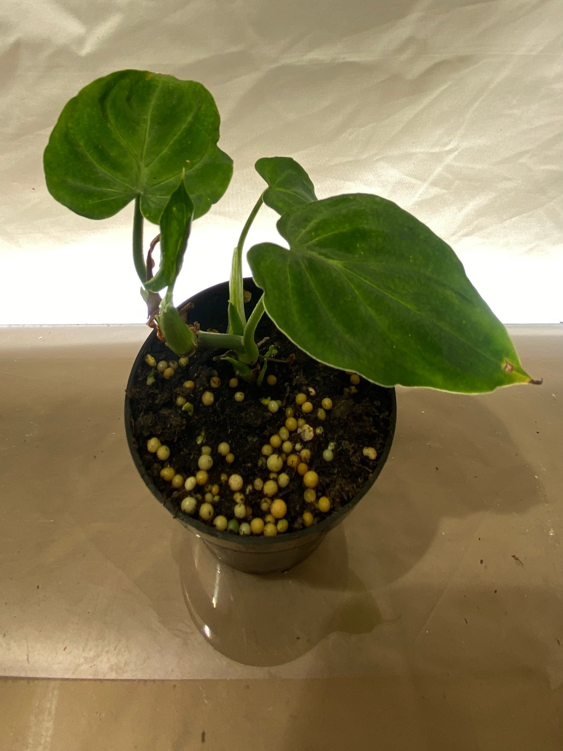 Philodendron Gloriosum rare velvety tropical houseplant with large dark green leaves and striking white veining