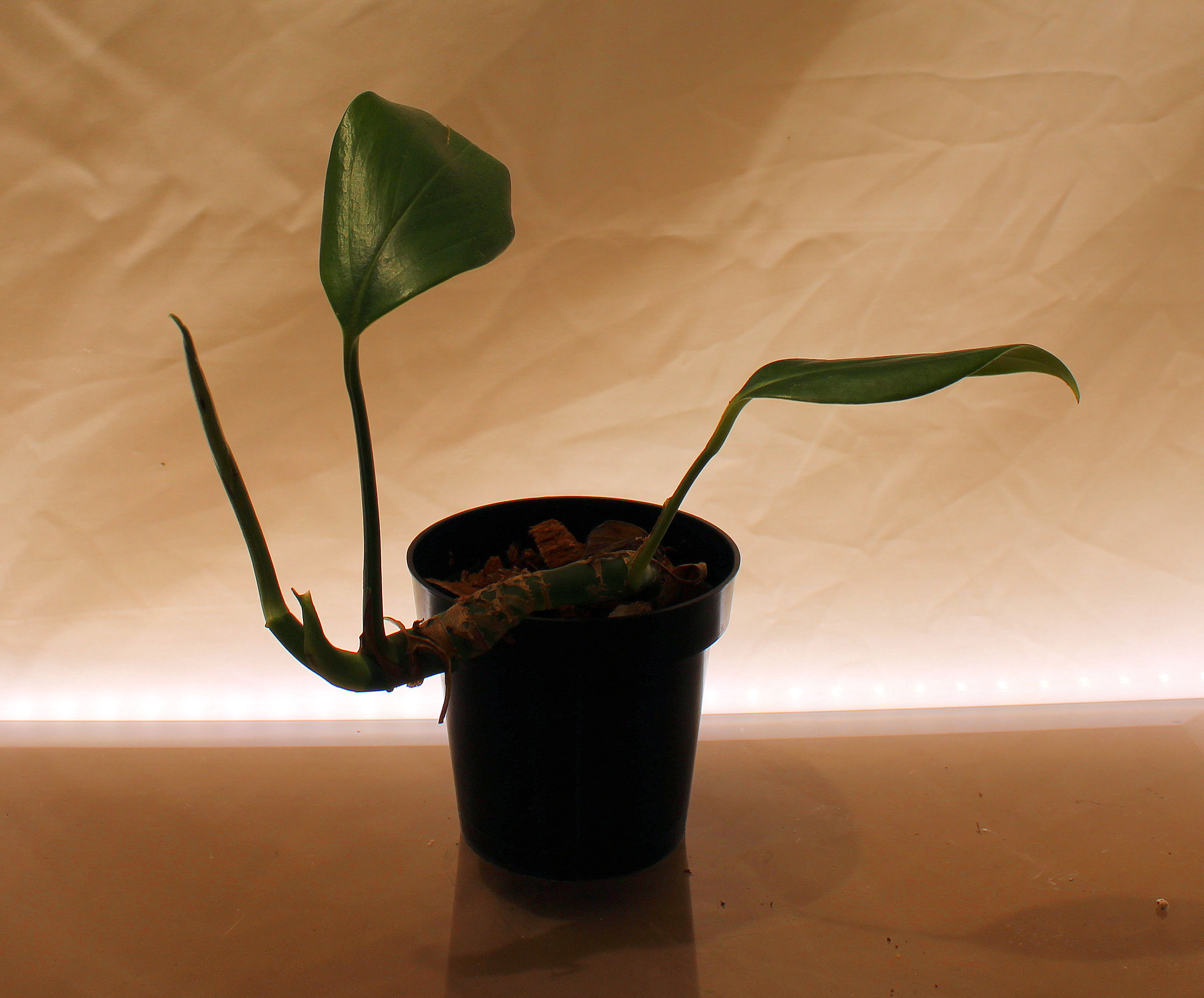 Philodendron Crassinervium rare tropical plant with long strap leaves featuring bold prominent veining