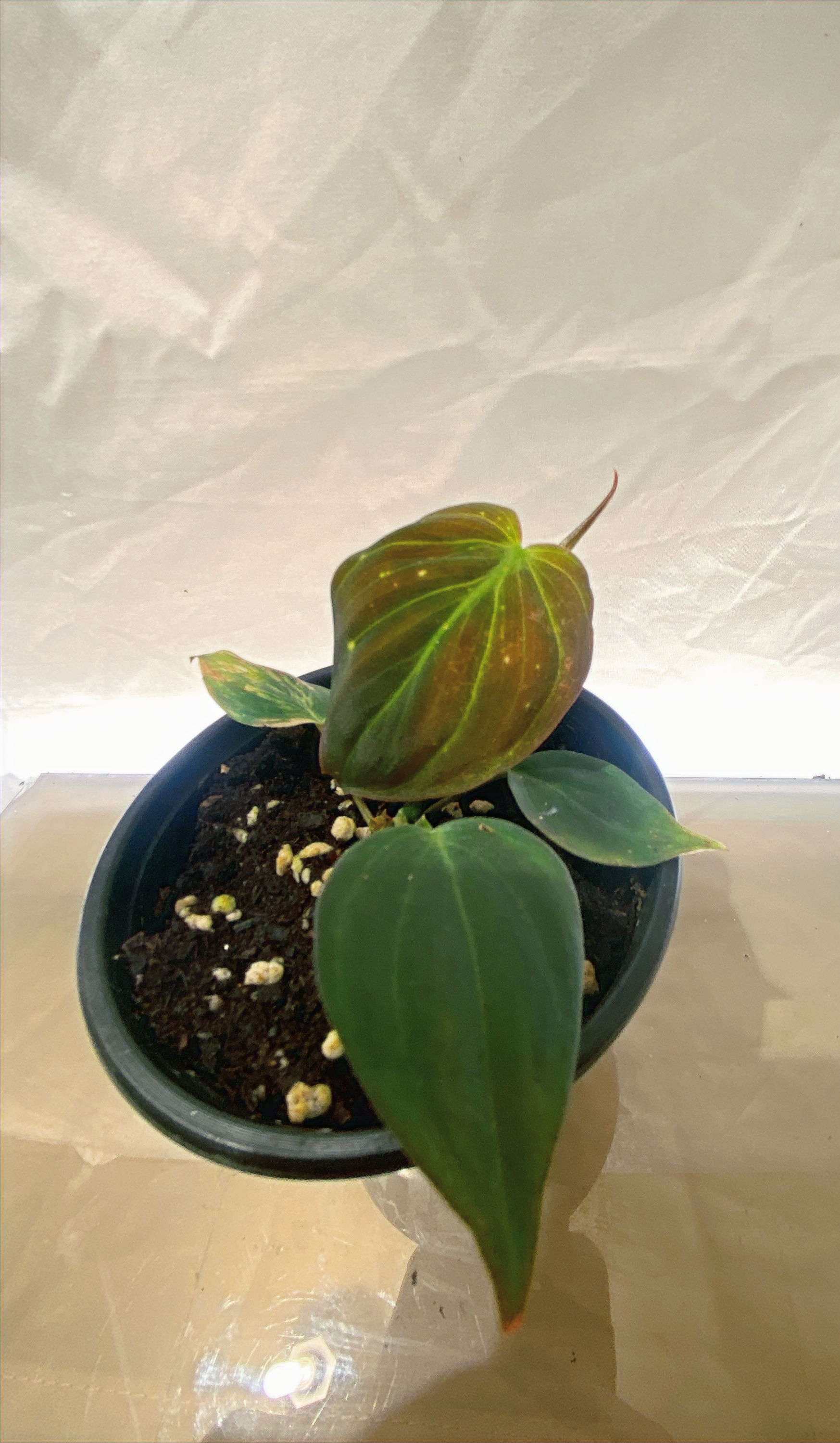 Philodendron Micans - Rare Velvety Bronze-Green Tropical Houseplant