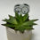 Thumbnail: Silly Twitchy Eye Plant Stake (White/Black)