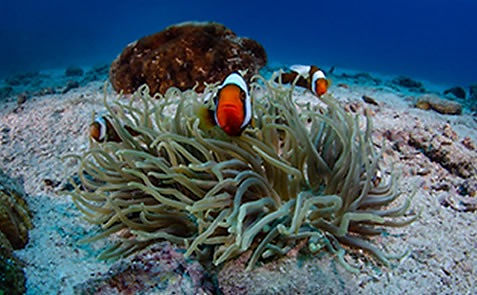 Three clownfish in a sea anemone
