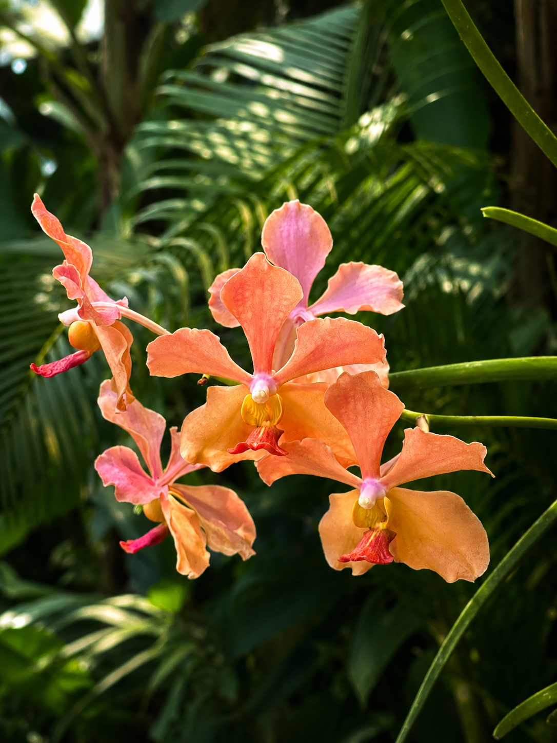 A vertical view within Vanara's tropical garden