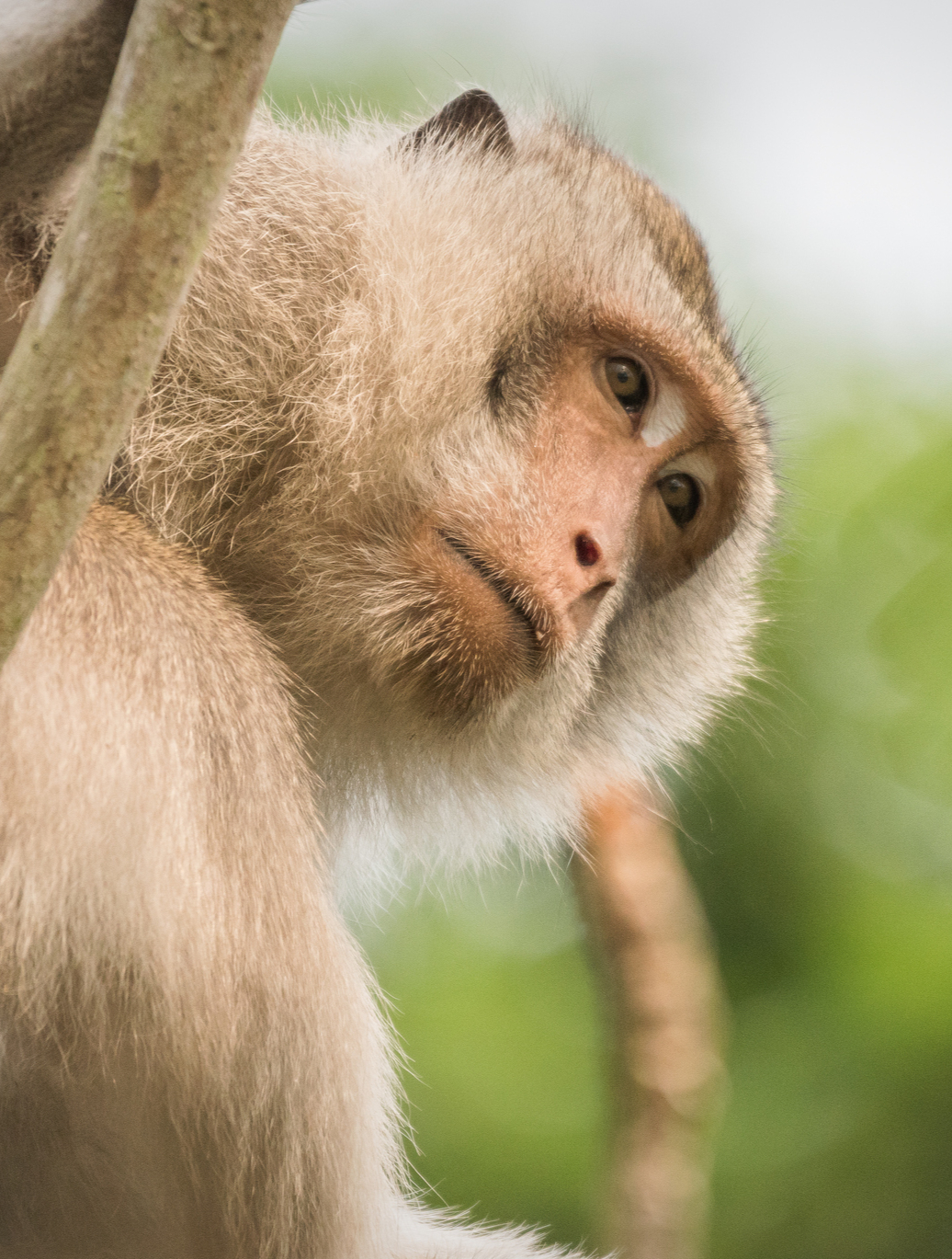 Tropical wildlife photographed around Vanara Resort