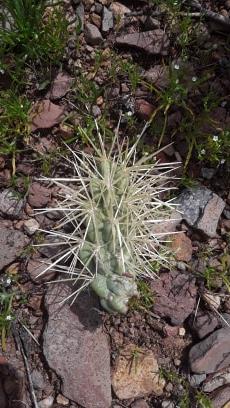 The Cholla jumper that latched onto my leg!