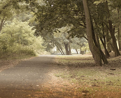 wide-angle-shot-walkway-through-trees-forest.jpg