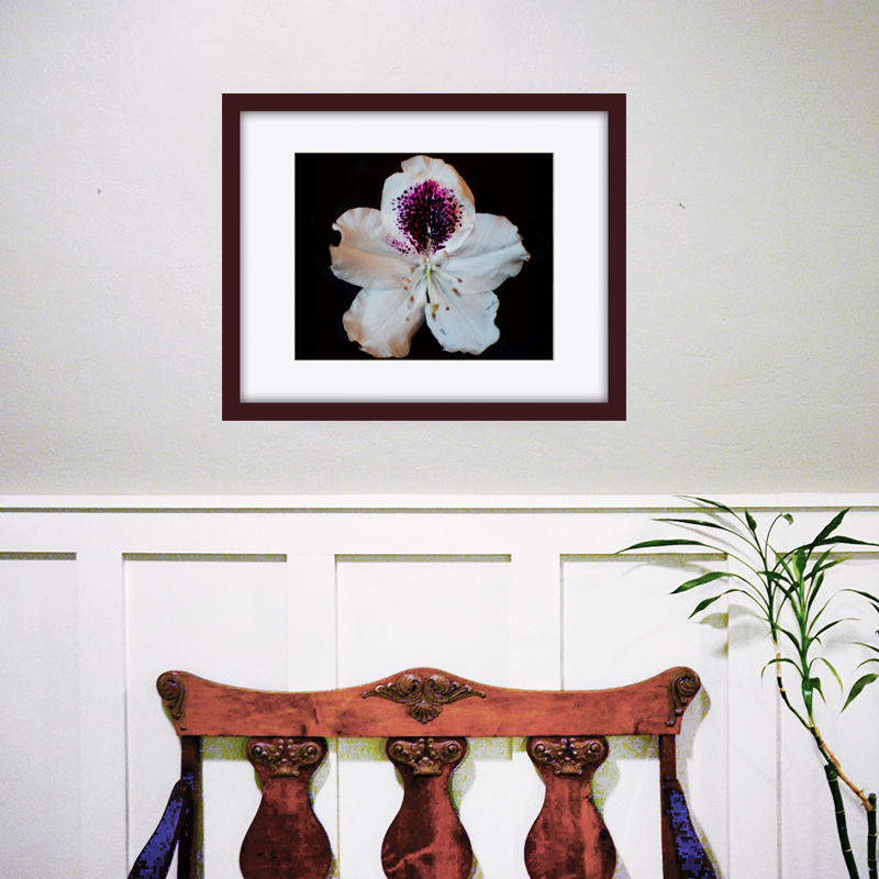 Thumbnail: Sappho Rhododendron