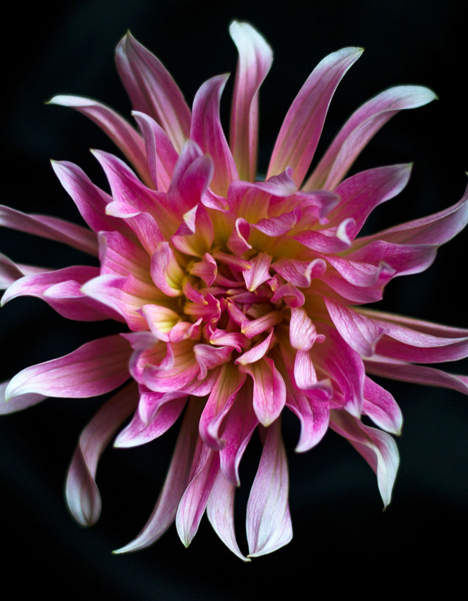 Thumbnail: Miss Rose Fletcher Dahlia