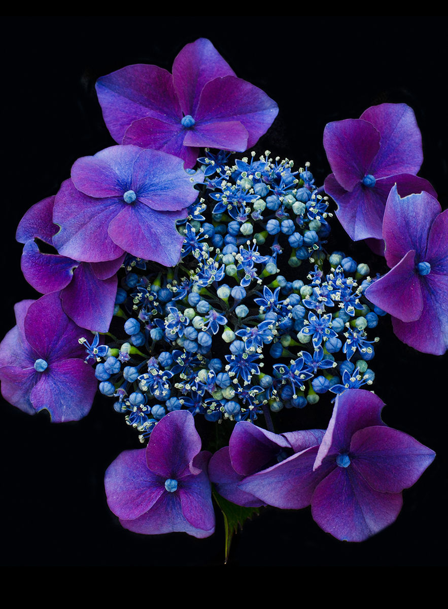 Thumbnail: Lacecap Hydrangea