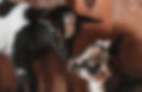 goats_.jpg