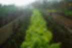 Organic Home Garden_edited.jpg