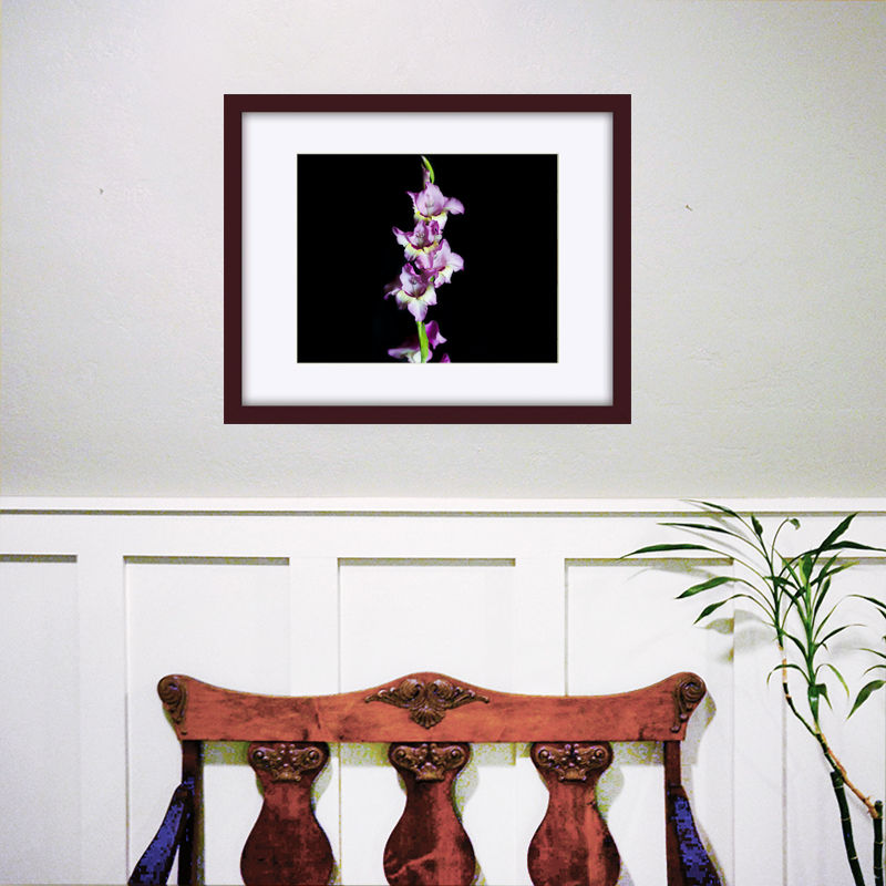 Thumbnail: Viola Gladiola