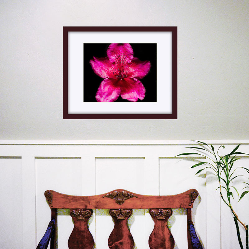 Thumbnail: Ebony Pearl Rhododendron