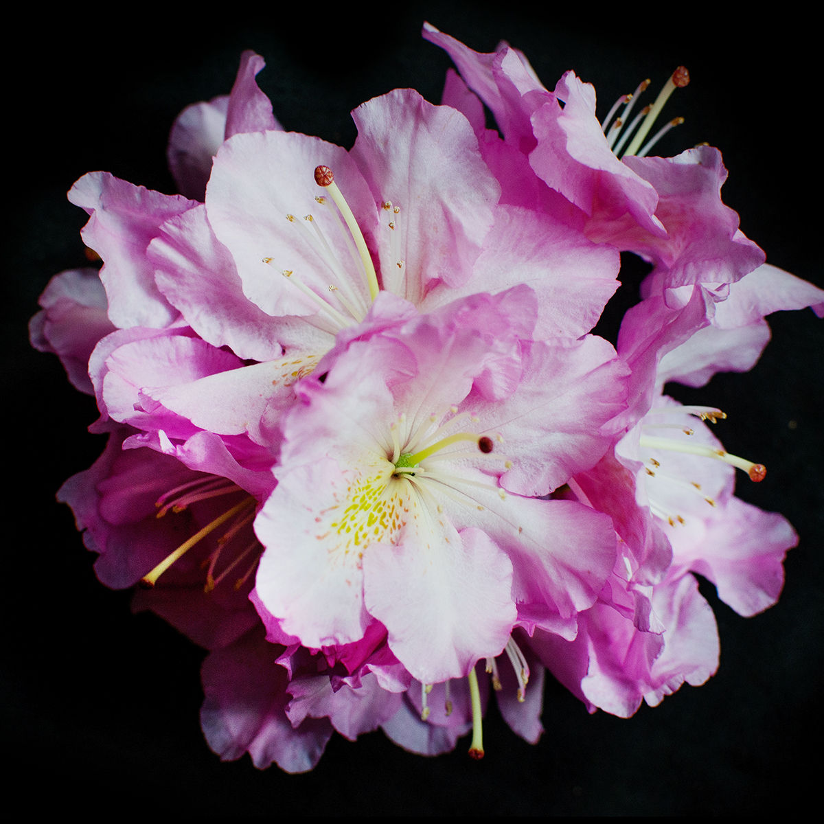 Scintillation Rhododendron