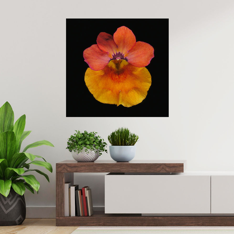 Thumbnail: Blood Orange Nemesia