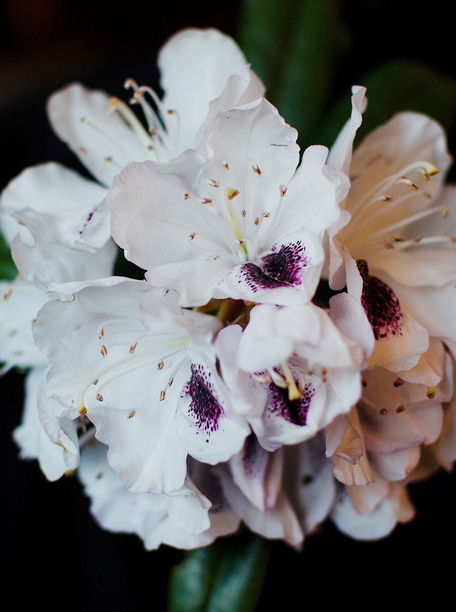 Thumbnail: Sappho Rhododendron Cluster