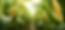 closeup-corn-cobs-in-corn-plantation-field-generative-ai-free-photo.jpg