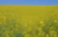 blooming canola.webp