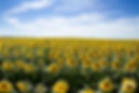 sunflowers 22.jpg