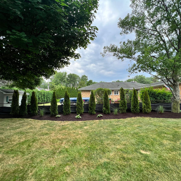 Emerald green arborvitae planted along a chain link fence for enhanced privacy in a Williamsville, NY backyard.