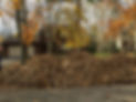 Leaf Cleanup