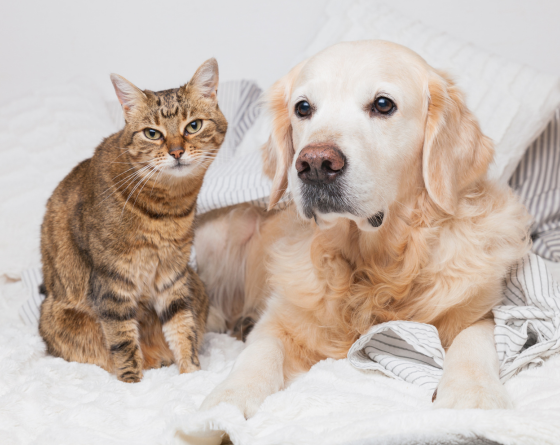 a cat and a dog sitting
