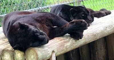"Product image of a modern humidifier, showing its sleek design and water tank on a clean, neutral background."