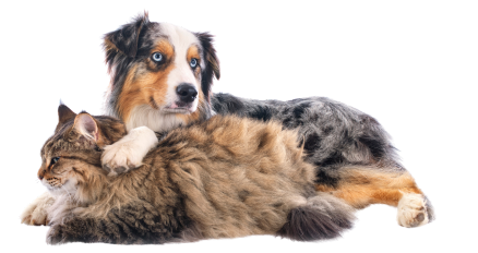 a dog and cat lying down