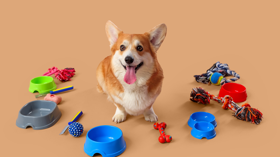 dog with pet supplies
