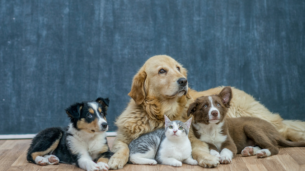 dogs and cats
