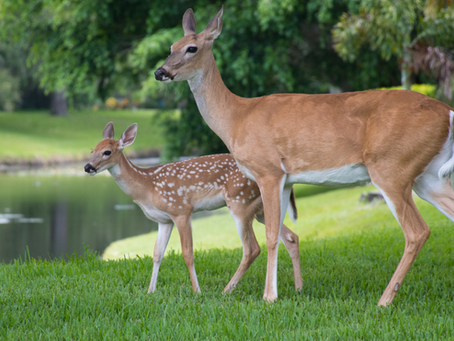 Two deers standing
