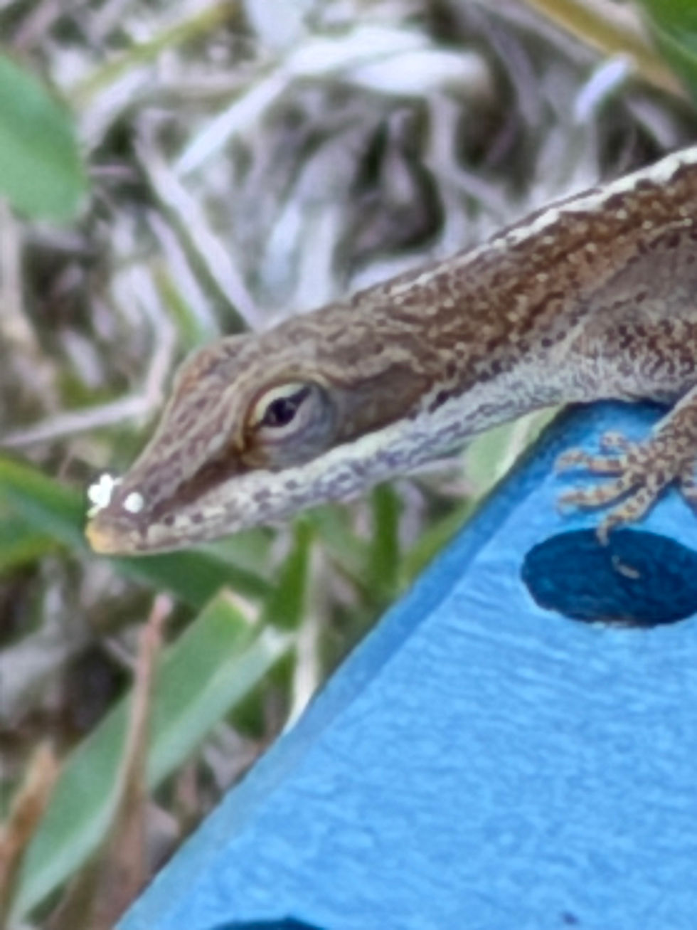 A lizard with suspicious material on his face