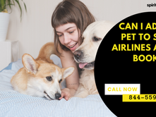 Spirit Airlines pet policy