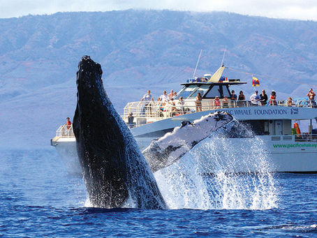 Whale Watching in Hawaii! Now In Season Catch these Magnificent Creatures!