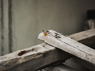 How Much Does Termite Control Cost in Los Angeles? What Affects the Price