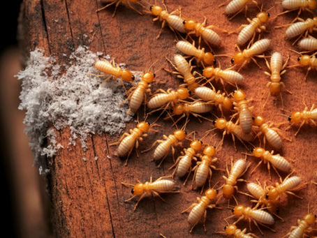 The Ultimate Guide to Termite Prevention: Protect Your Home Today