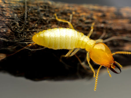 Professional Termite Inspection Services: How Experts Protect Your Home